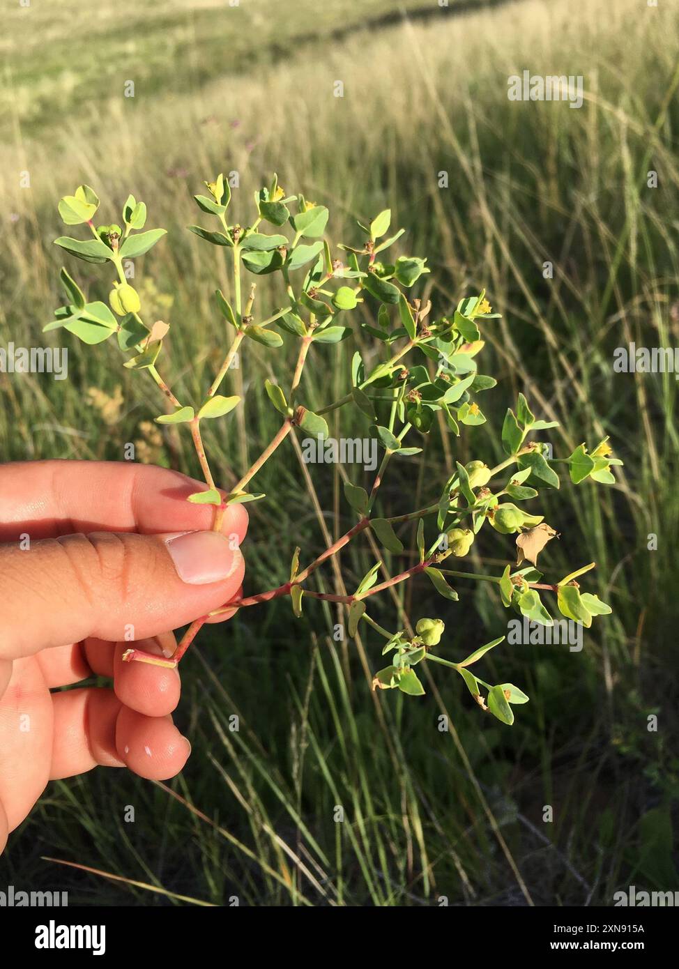 Spurga di montagna (Euphorbia chamaesula) Plantae Foto Stock