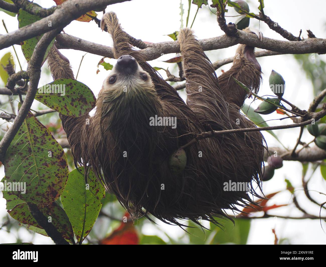 Hoffmann's Two-Toed Sloth (Choloepus hoffmanni) Mammalia Foto Stock