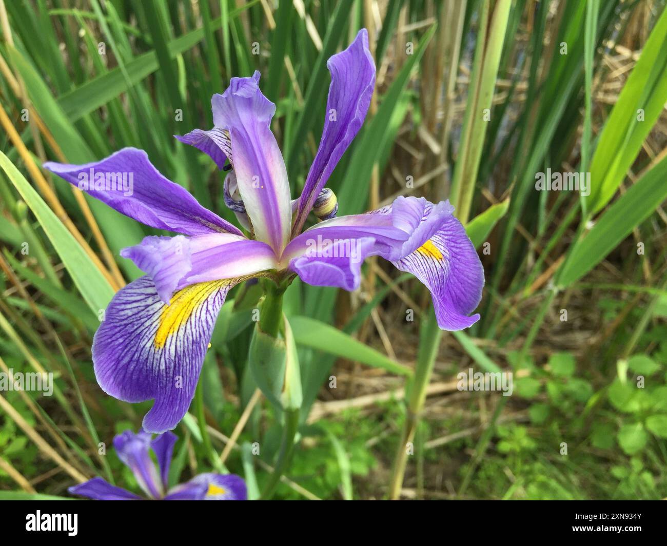 Bandiera blu meridionale (Iris virginica) Plantae Foto Stock