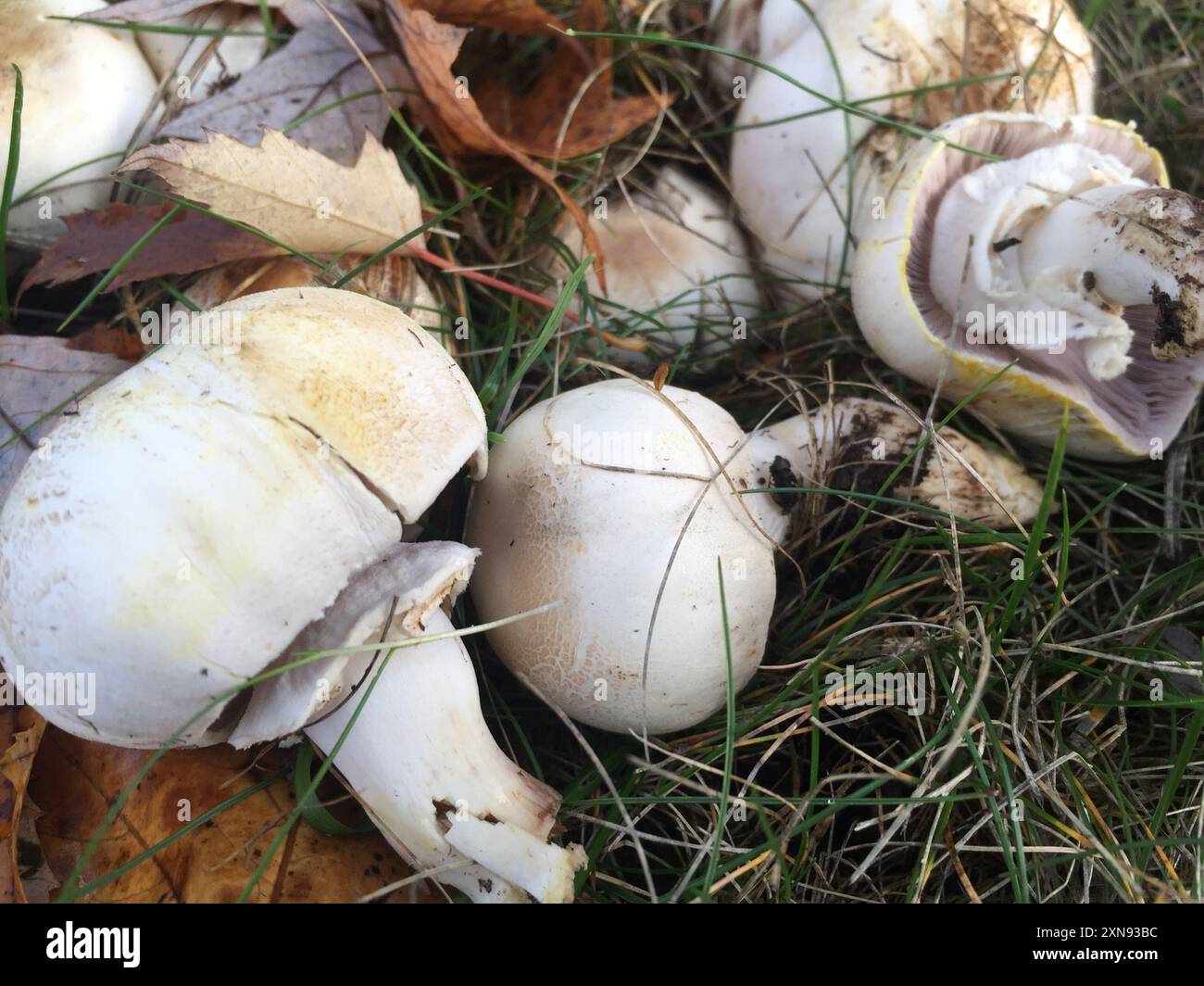 Funghi di colorante giallo (Agaricus xanthodermus) Foto Stock