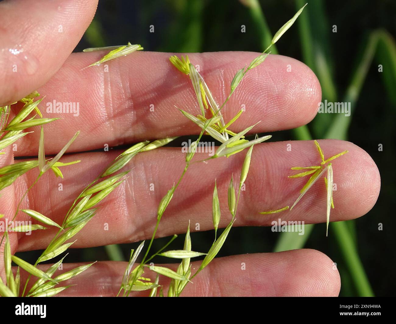 Riso selvatico annuale (Zizania aquatica) Plantae Foto Stock