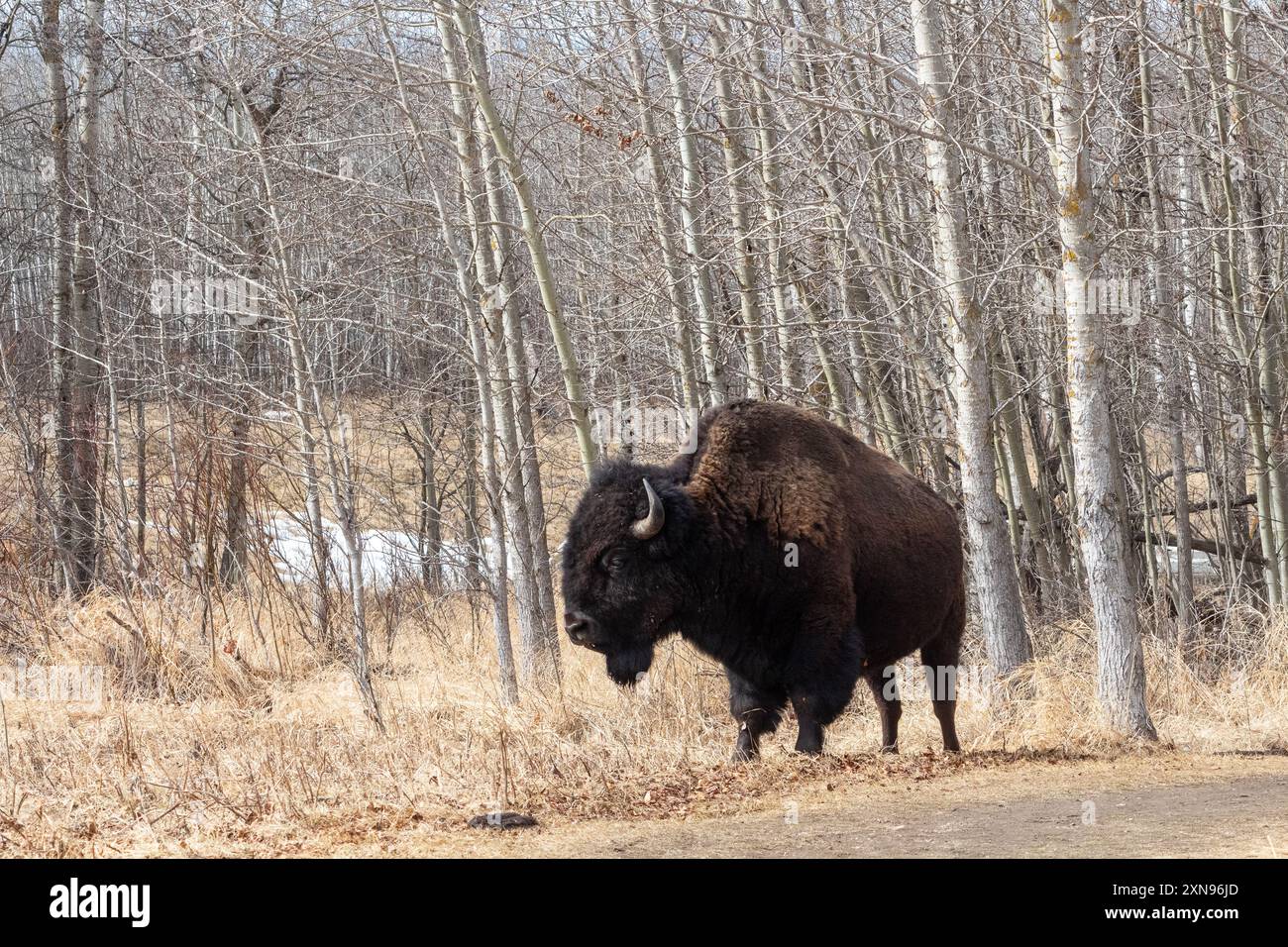 Un bisonte delle pianure al Parco nazionale dell'Isola degli Elchi ad Ablerta, Canada Foto Stock