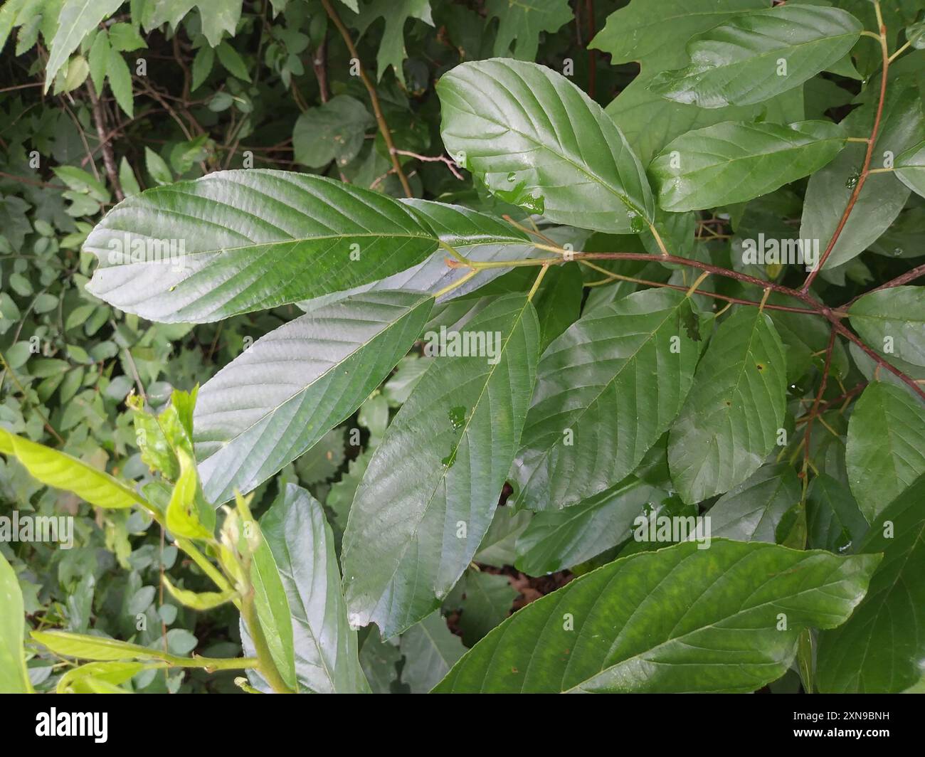 Carolina Buckthorn (Frangula caroliniana) Plantae Foto Stock