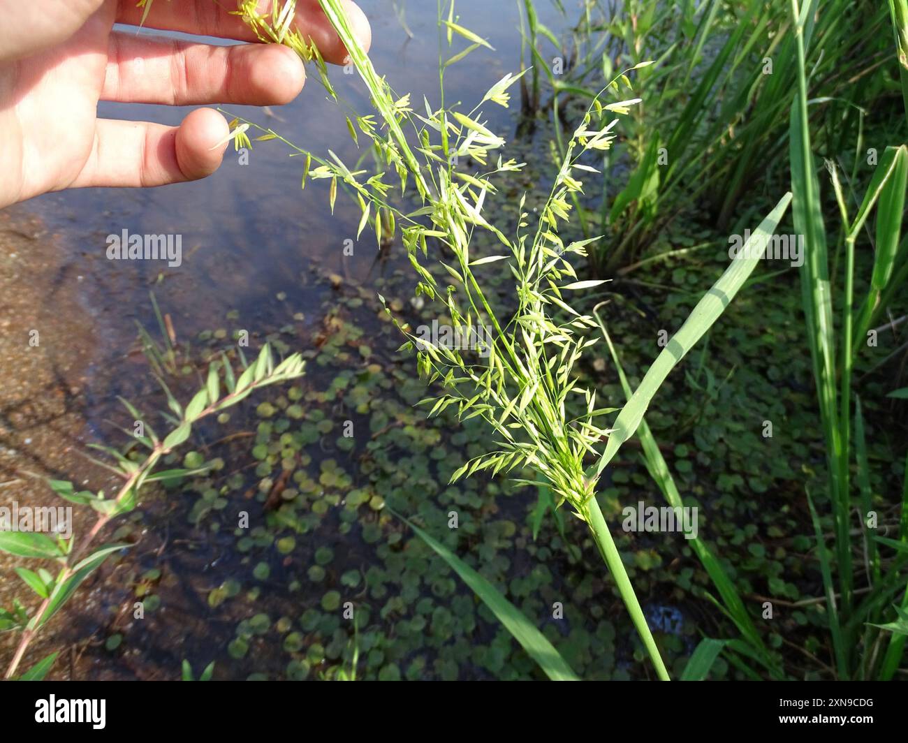 Riso selvatico annuale (Zizania aquatica) Plantae Foto Stock