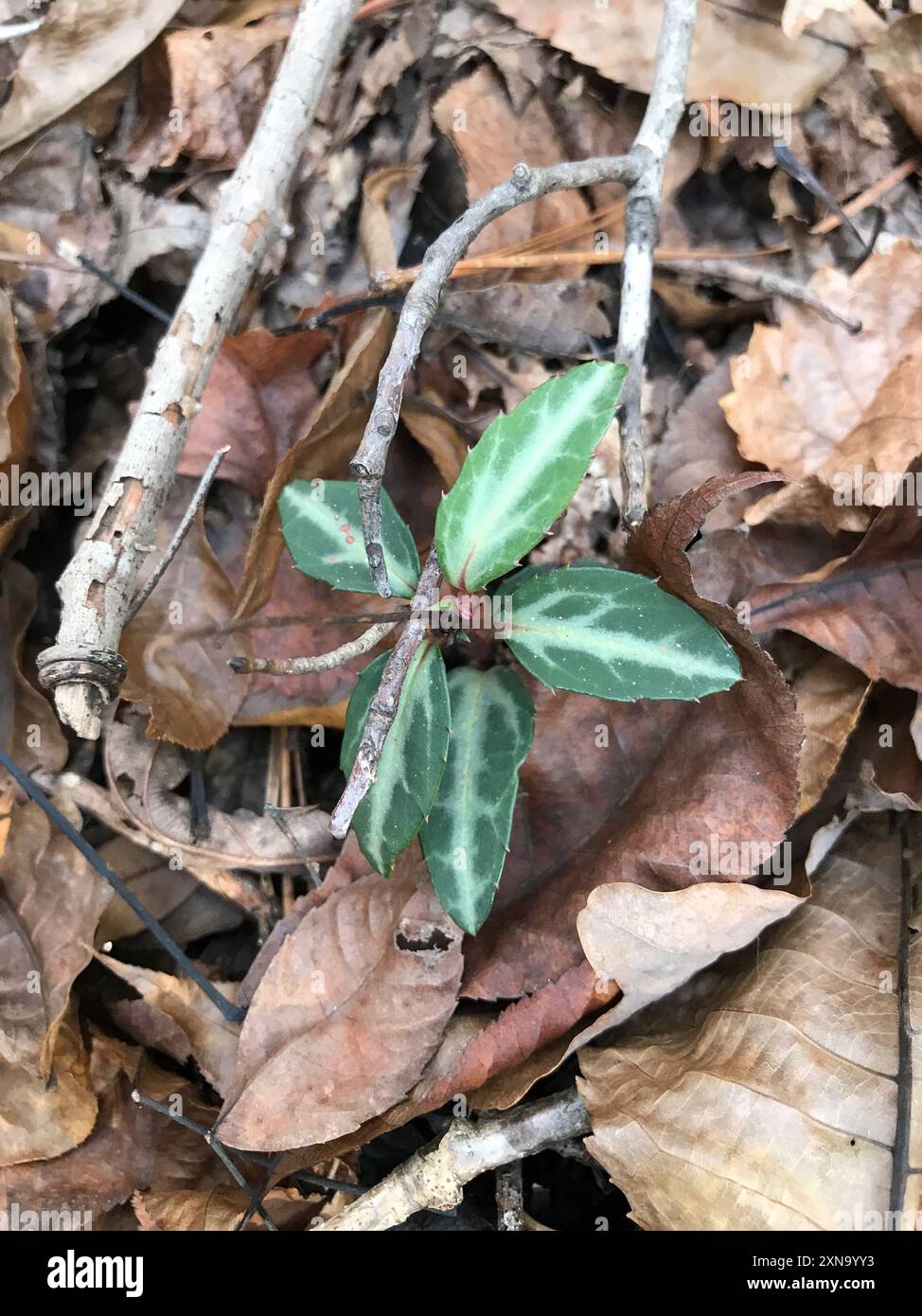 Plantae wintergreen a righe (Chimaphila maculata) Foto Stock