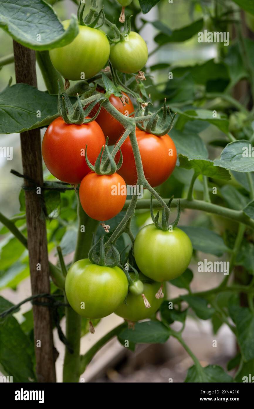 Pomodori ibridi Akron F1. Foto Stock