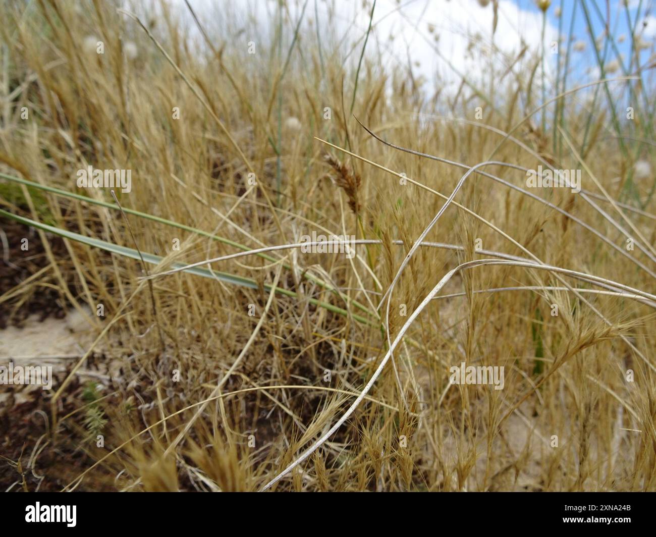 Dune Fescue (Festuca fasciculata) Plantae Foto Stock