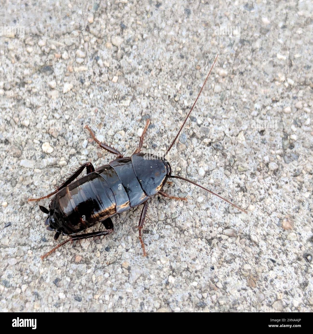 Cockroach orientale (Blatta orientalis) Insecta Foto Stock