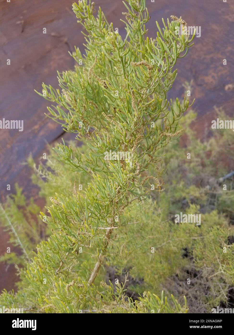 Greasewood (Sarcobatus vermiculatus) Plantae Foto Stock