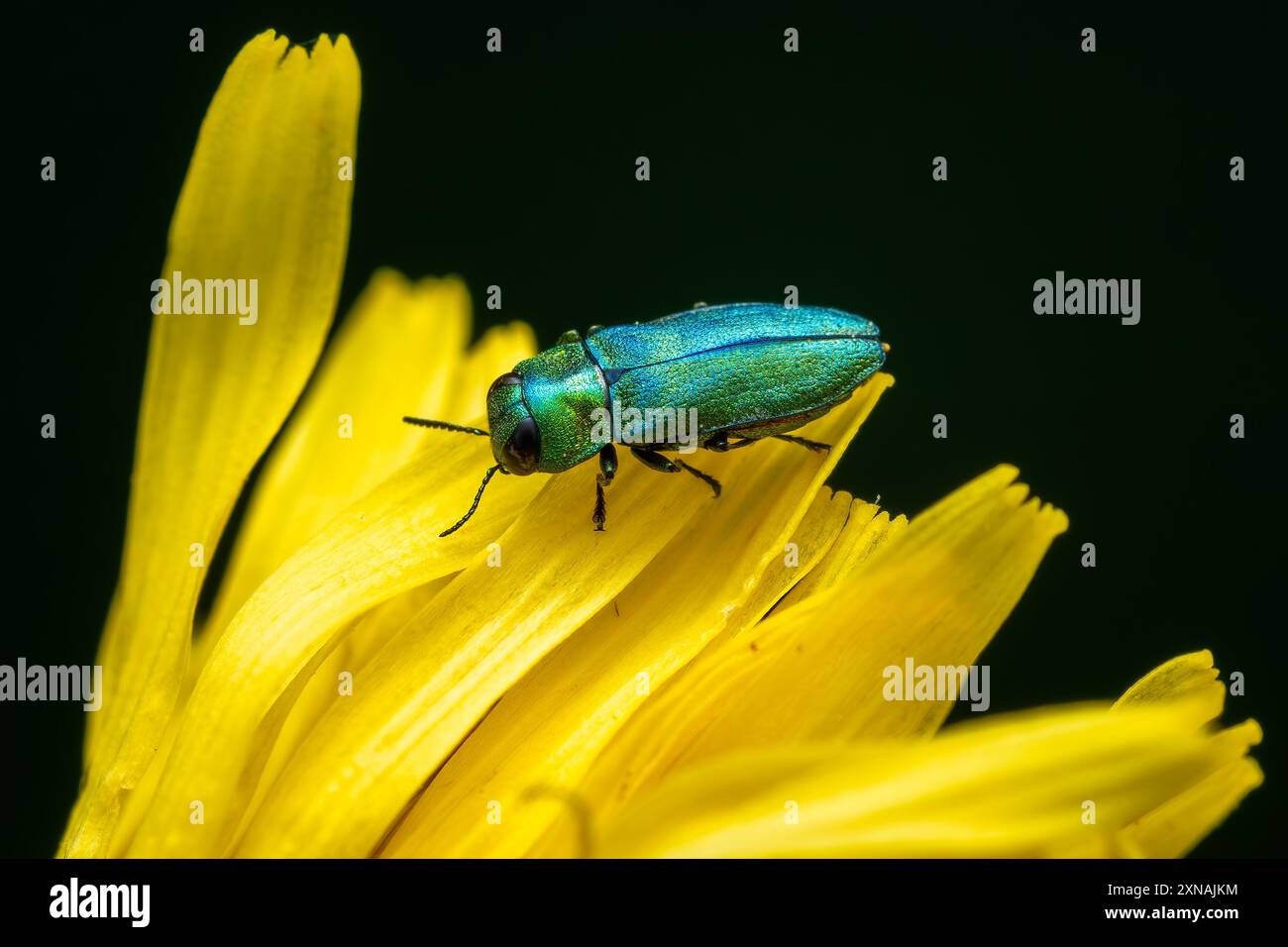 Jewel Beetle - Anthaxia nitidula, splendido coleottero metallico verde proveniente da prati e praterie europee, Zlin, Repubblica Ceca. Foto Stock