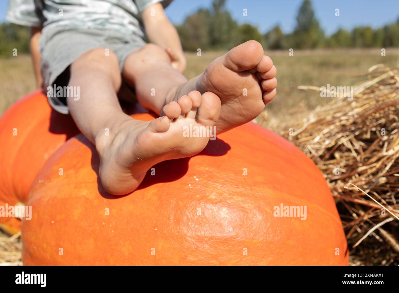 piedi nudi di un bambino su una grande zucca arancione in una giornata di sole. il bambino aiuta a raccogliere verdure in fattoria, raccolto stagionale. Scegliere una zucca per Foto Stock
