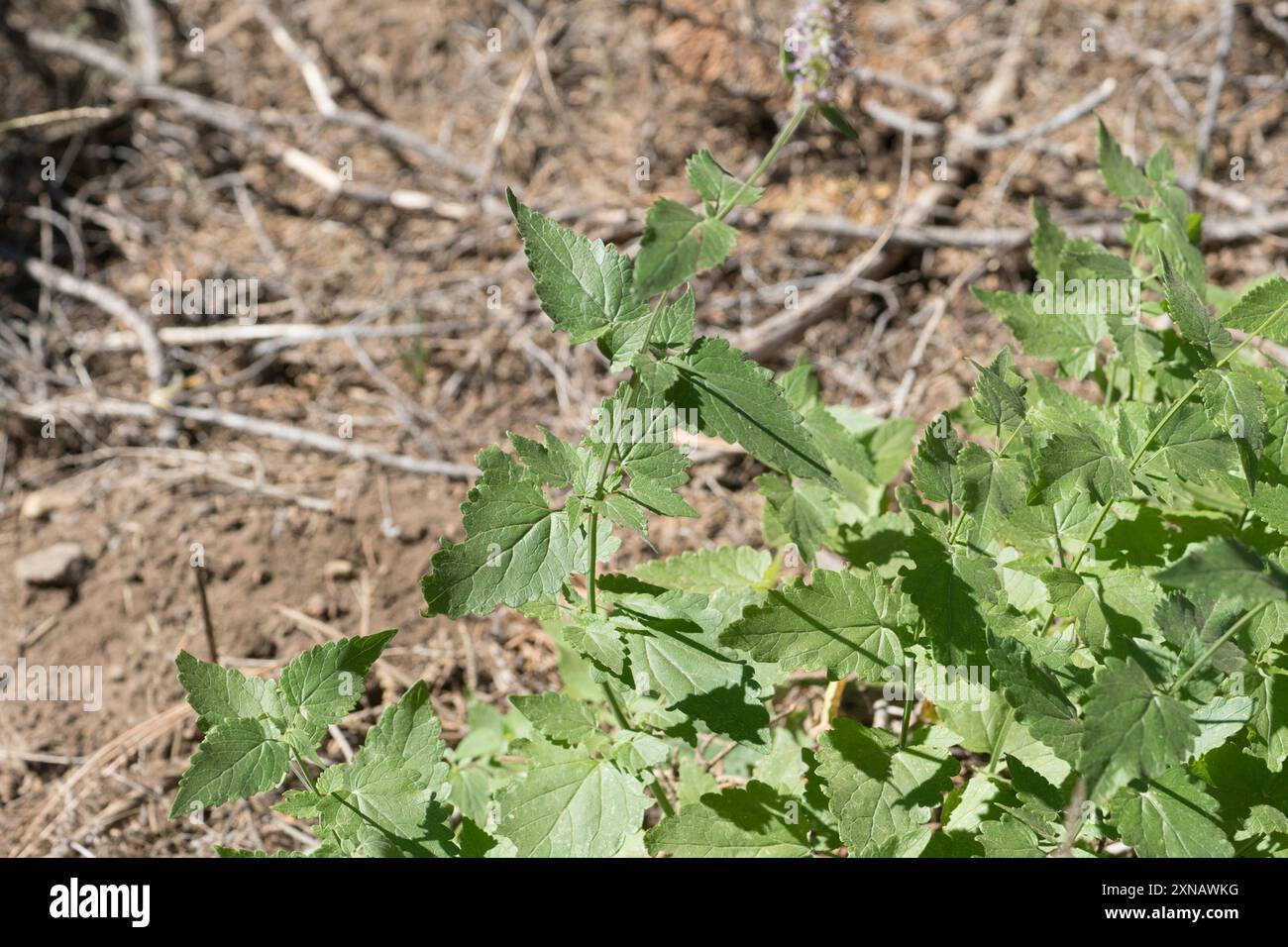 Plantae di issopo gigante delle foglie di ortica (Agastache orticifolia) Foto Stock