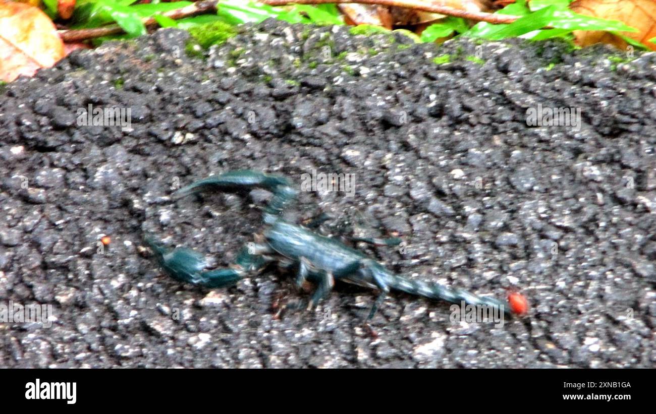 Scorpione blu gigante (Heterometrus spinifer) Arachnida Foto Stock