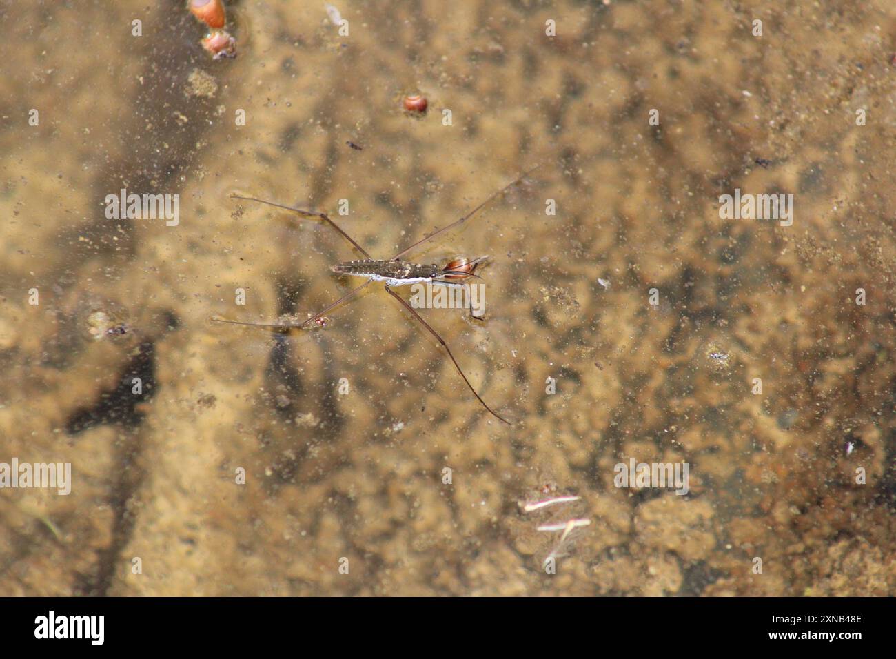 North American Common Water Strider (Aquarius remigis) Insecta Foto Stock