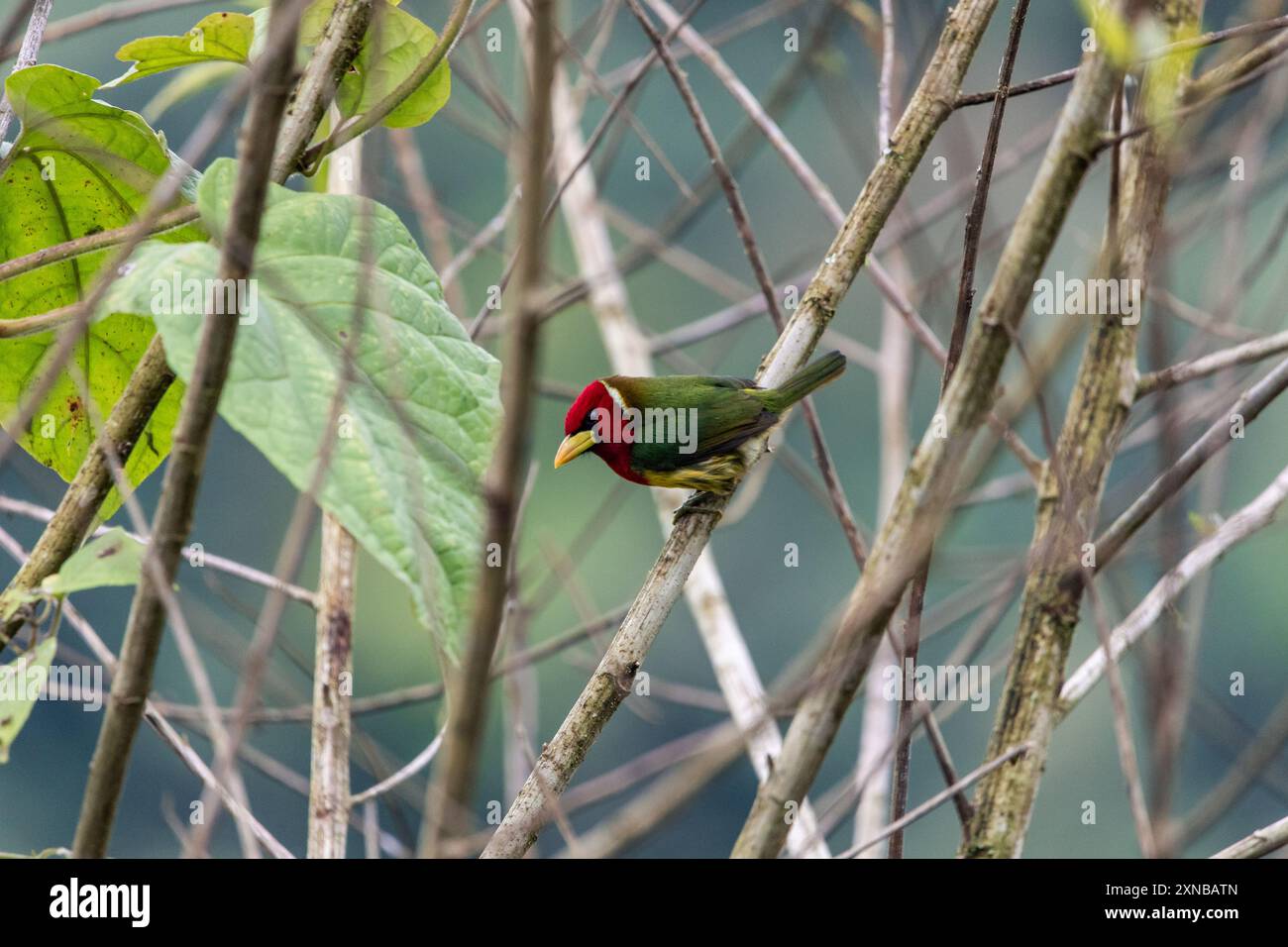 Barbet dalla testa rossa (Eubucco bourcierii) osservata nella lussureggiante foresta di Mindo, Ecuador. L'immagine evidenzia la caratteristica testa rossa e il colorfu dell'uccello Foto Stock