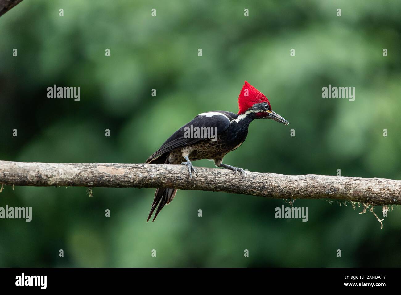 Foderato Woodpecker (Dryocopus lineatus) osservato nella fitta foresta di Mindo, Ecuador. L'immagine cattura i segni distintivi e il comportamento dell'uccello Foto Stock