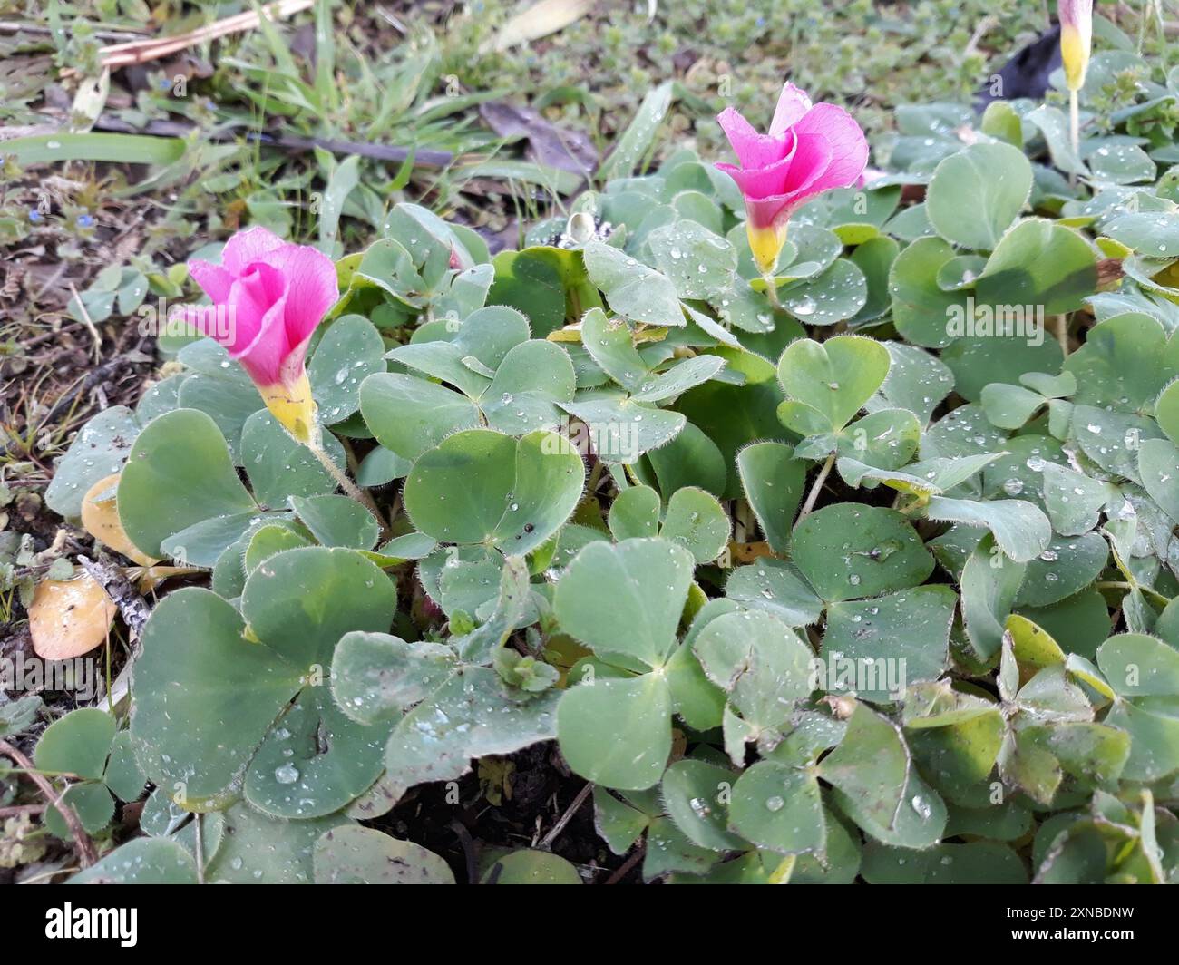 Paniere viola (Oxalis purpurea) Plantae Foto Stock