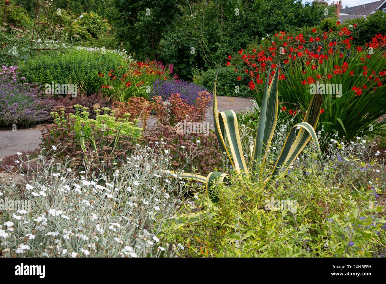 Piantagione estiva nei giardini botanici di Sheffield, South Yorkshire. Una grande Agave variegata posizionata tra piante perenni. Foto Stock