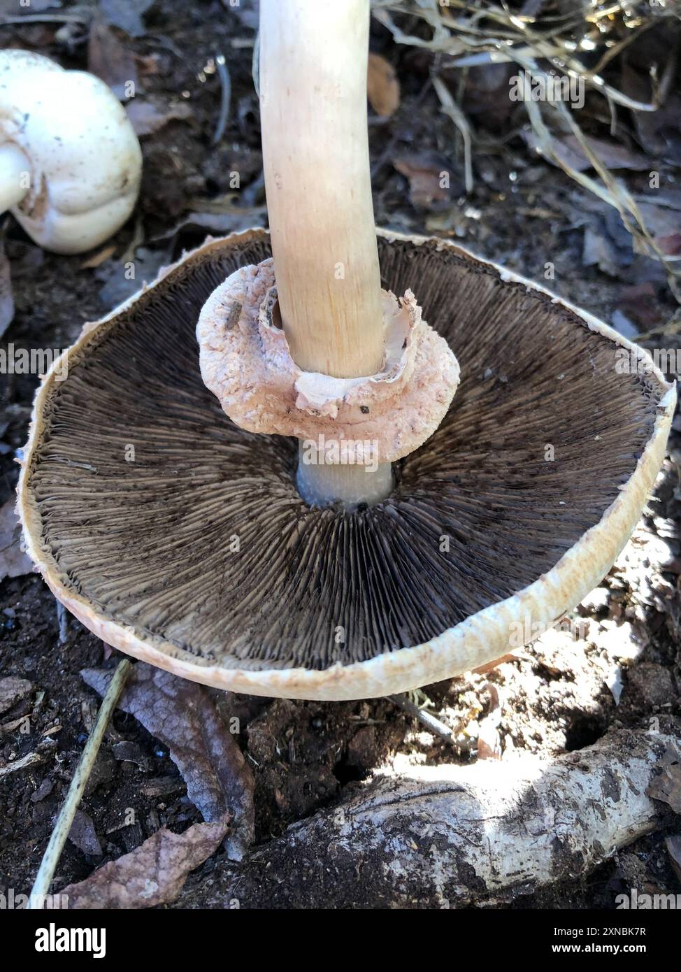 Funghi di colorante giallo (Agaricus xanthodermus) Foto Stock