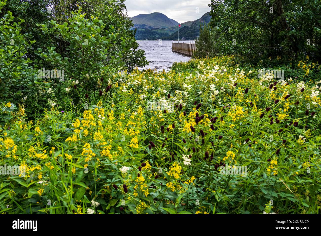 Una massa di "Garden loosestrife" colpisce un'esposizione colorata presso il molo di Aira sul lago Ullswater. Foto Stock