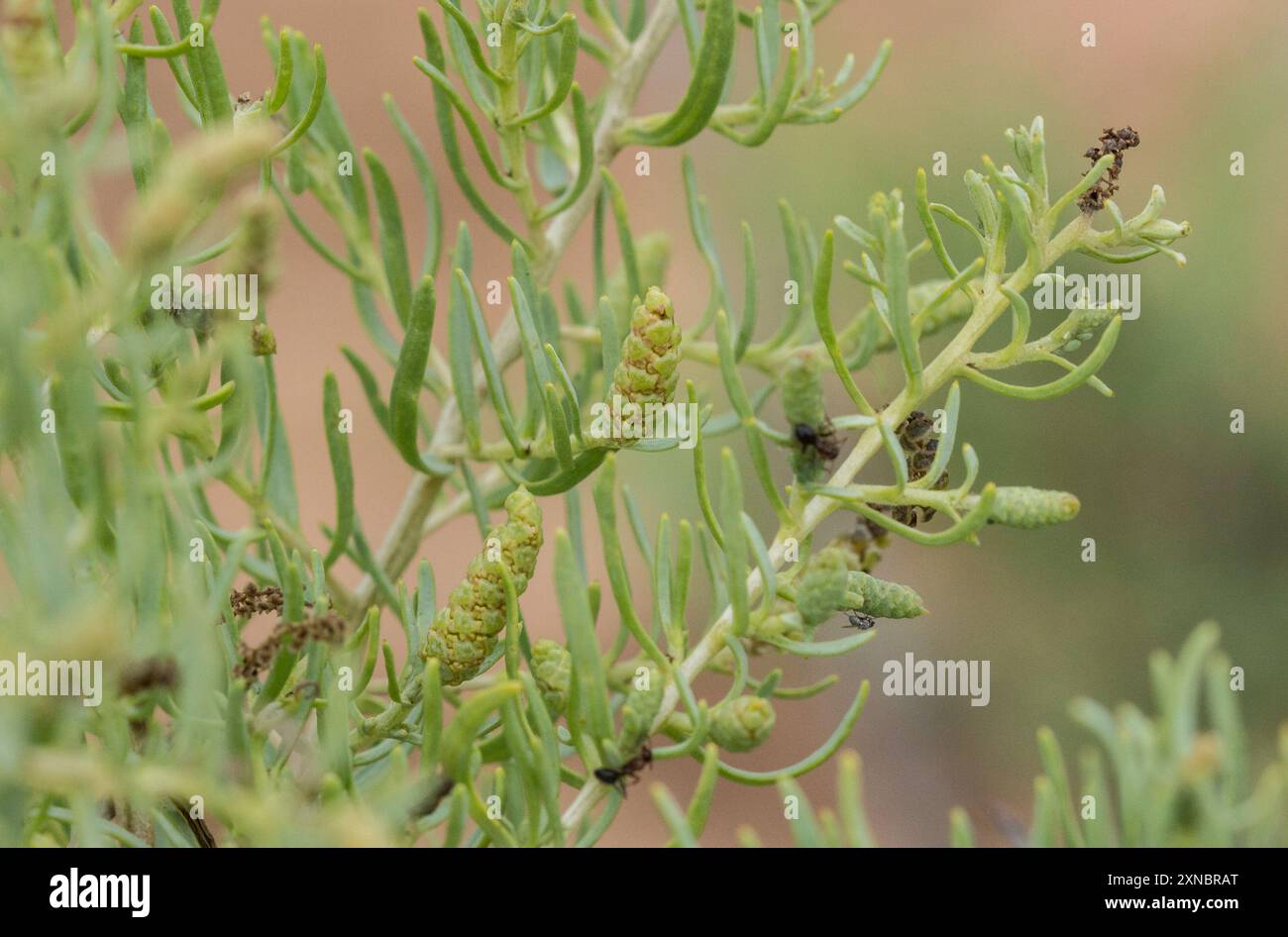 Greasewood (Sarcobatus vermiculatus) Plantae Foto Stock