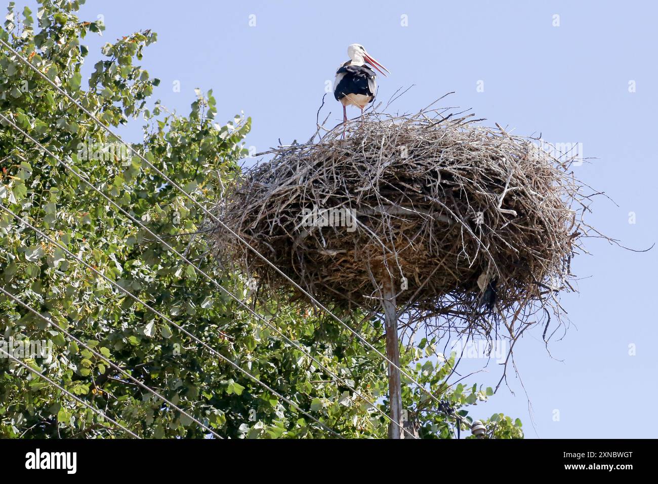Le cicogne nidificano a Peciu Nou, Romania Foto Stock