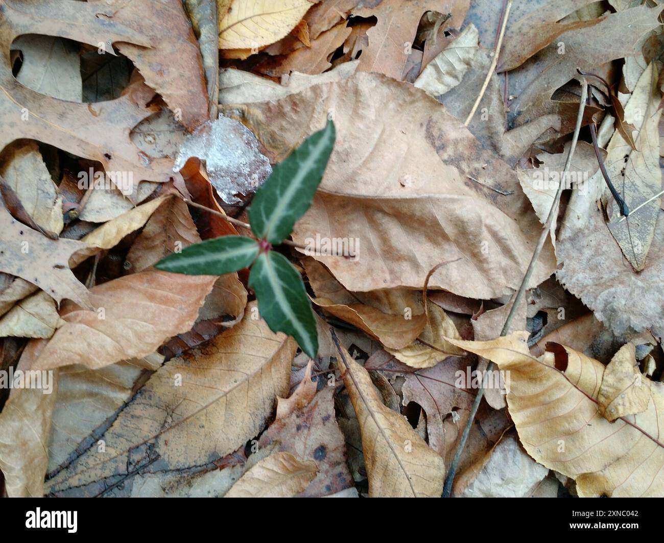 Plantae wintergreen a righe (Chimaphila maculata) Foto Stock