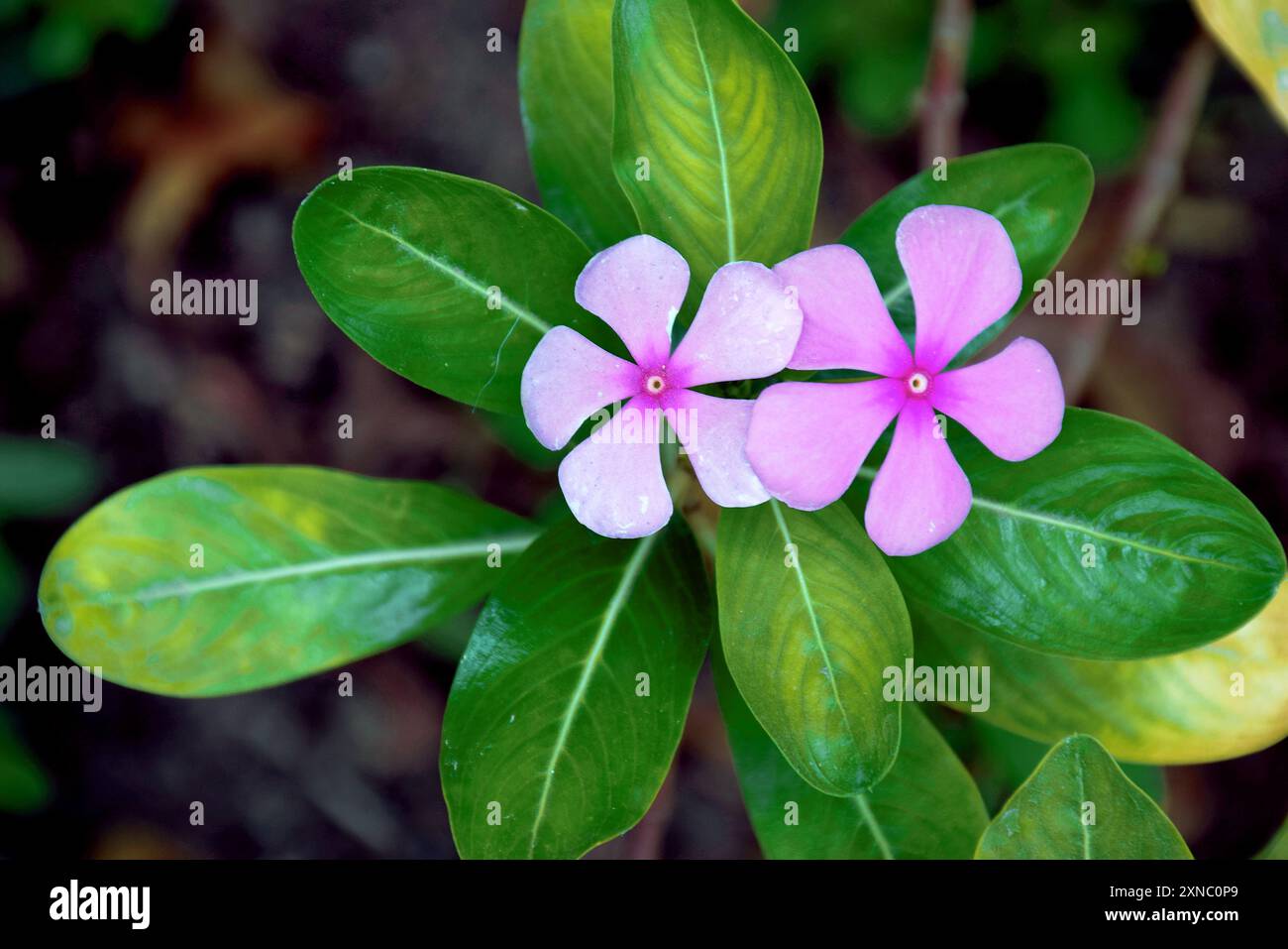 Vista di una pianta fiorita di una bellissima e brillante pianta di fiori di Catharanthus roseus o periwinkle del Capo. È anche conosciuto come Sadafuli in India. Foto Stock