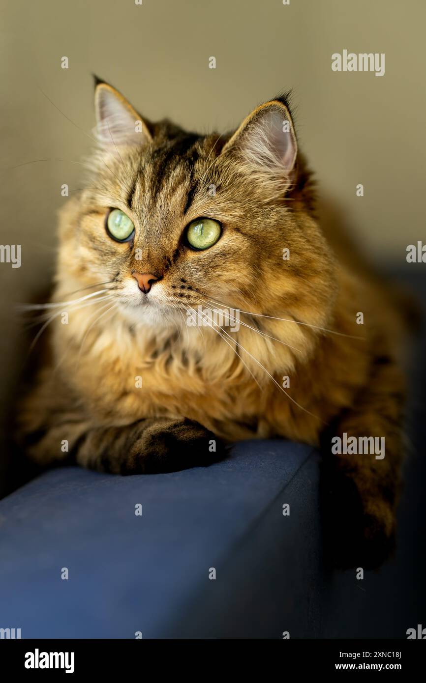 Gatto domestico soffice con occhi verdi su un divano blu Foto Stock