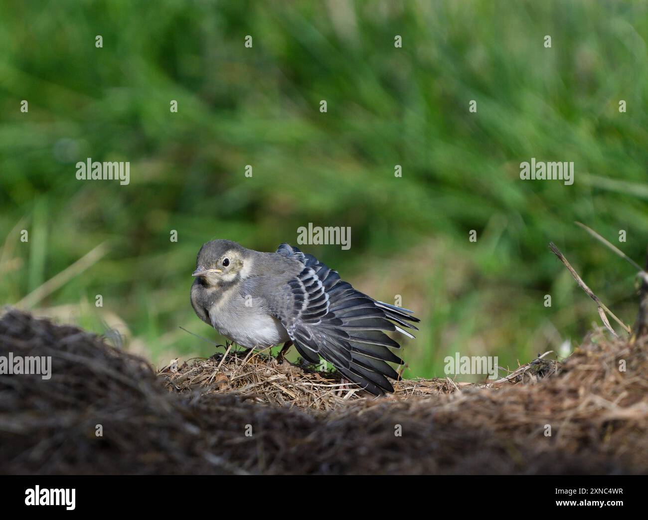 Young white wagtail Foto Stock