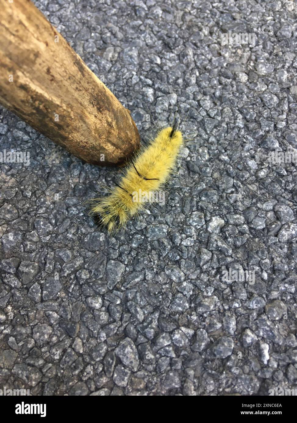 American Dagger (Acronicta americana) Insecta Foto Stock