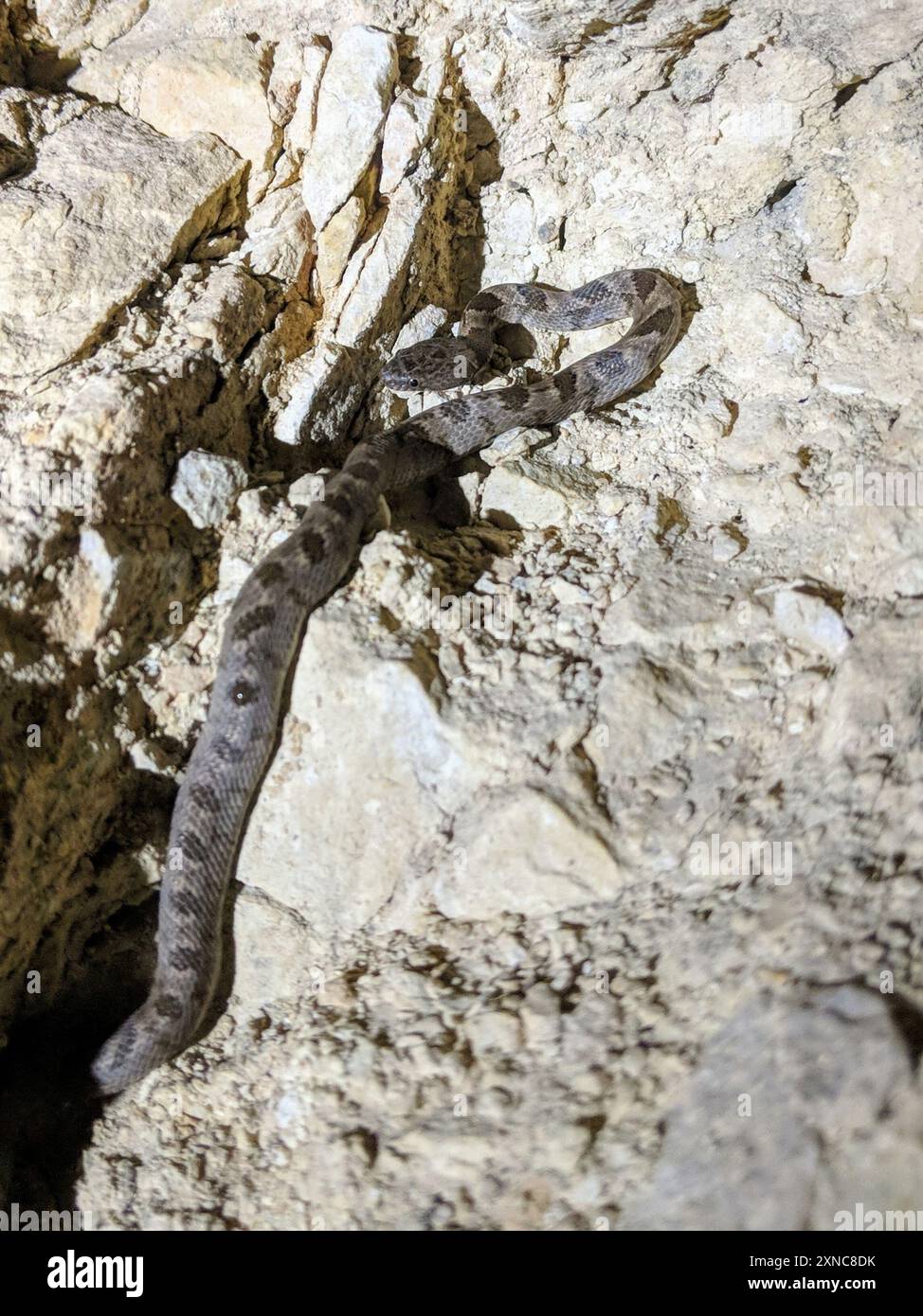 Cat Snake (Telescopus fallax) Reptilia Foto Stock