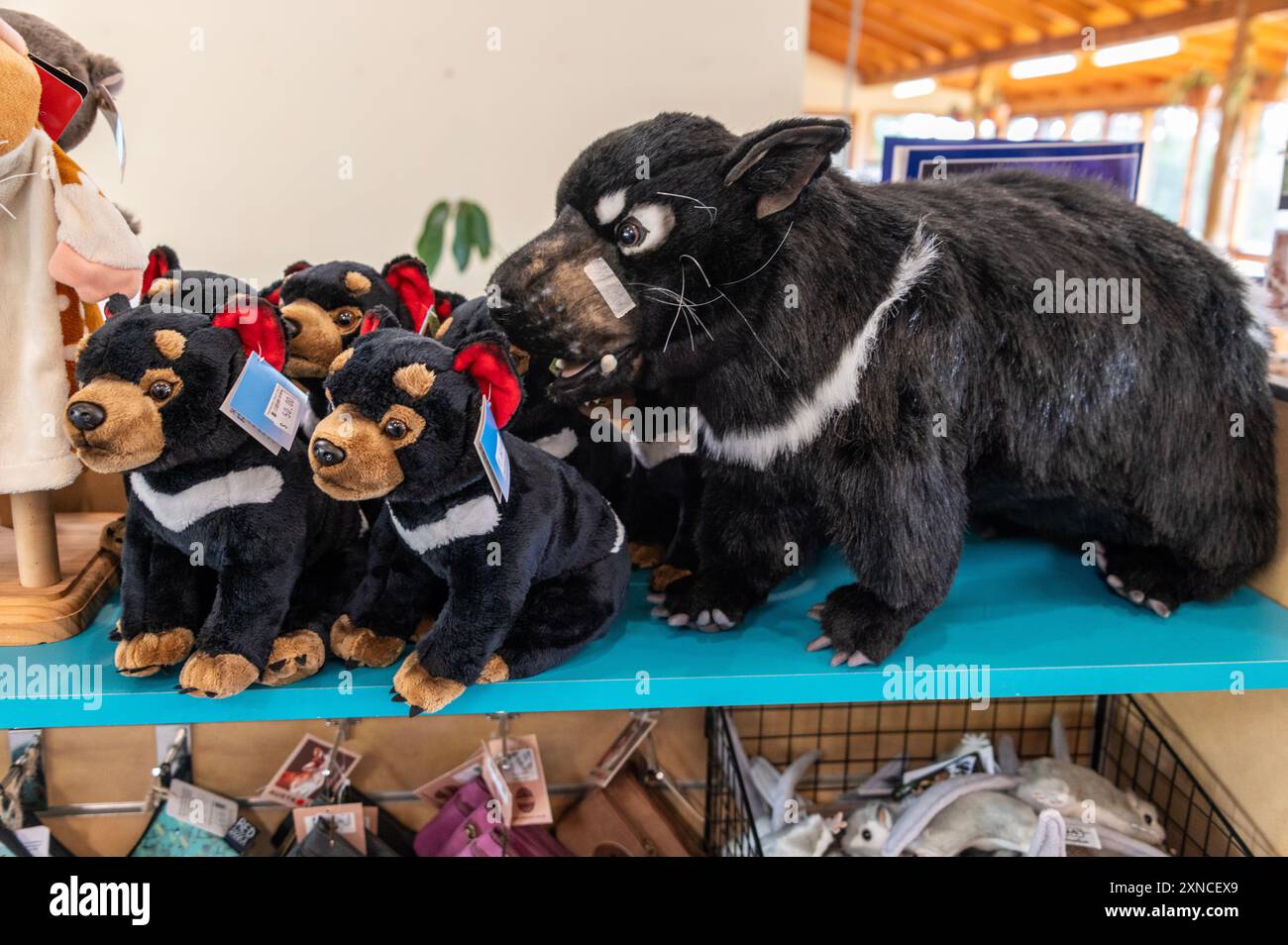 I giocattoli del Diavolo della Tasmania in vendita presso l'East Coast Nature World è il parco ecologico e faunistico della Tasmania a Bicheno, nella parte orientale della California Foto Stock