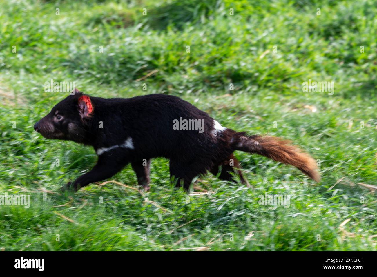 Un Diavolo della Tasmania nel suo recinto presso l'East Coast Natureworld si trova la fauna selvatica e l'Ecologypark della Tasmania a Bicheno, sulla costa orientale di Tas Foto Stock