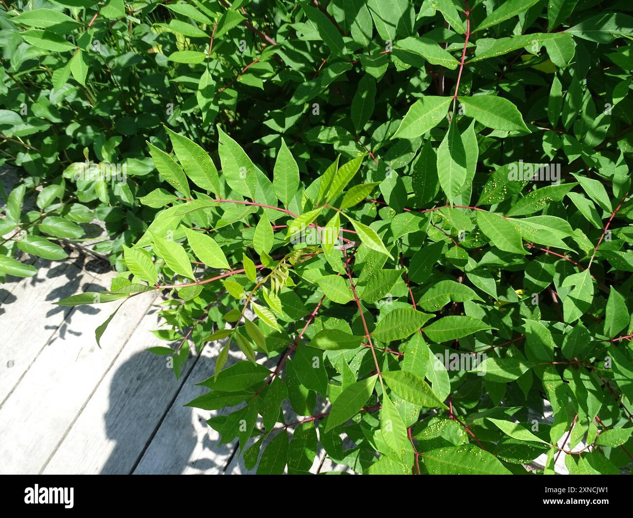 Veleno sumac (Toxicodendron vernix) Plantae Foto Stock