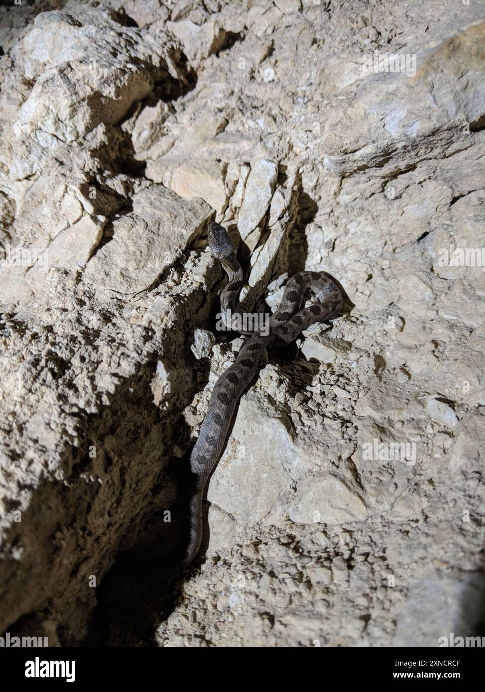 Cat Snake (Telescopus fallax) Reptilia Foto Stock