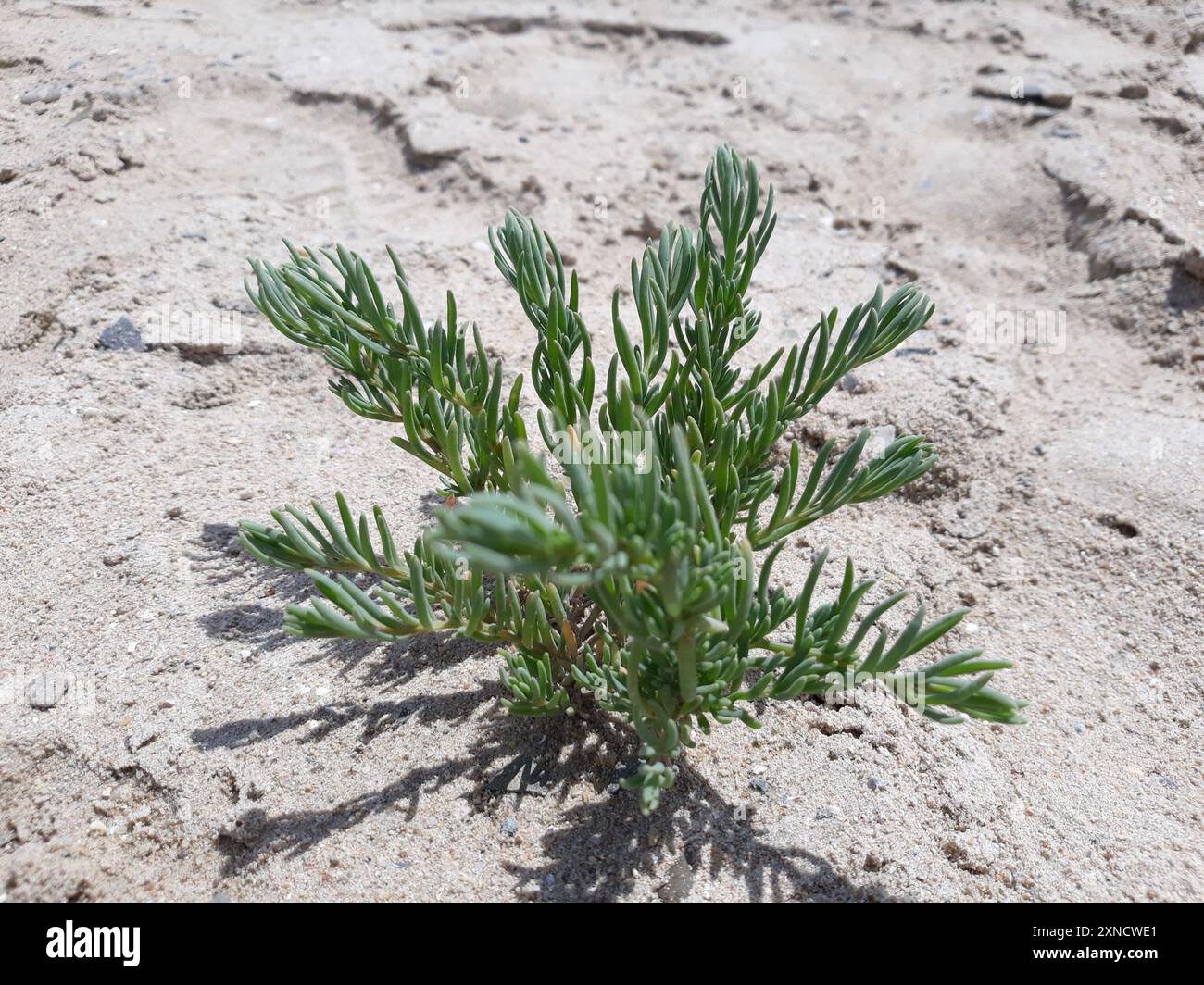 Alghe erbacee (Suaeda maritima) Plantae Foto Stock
