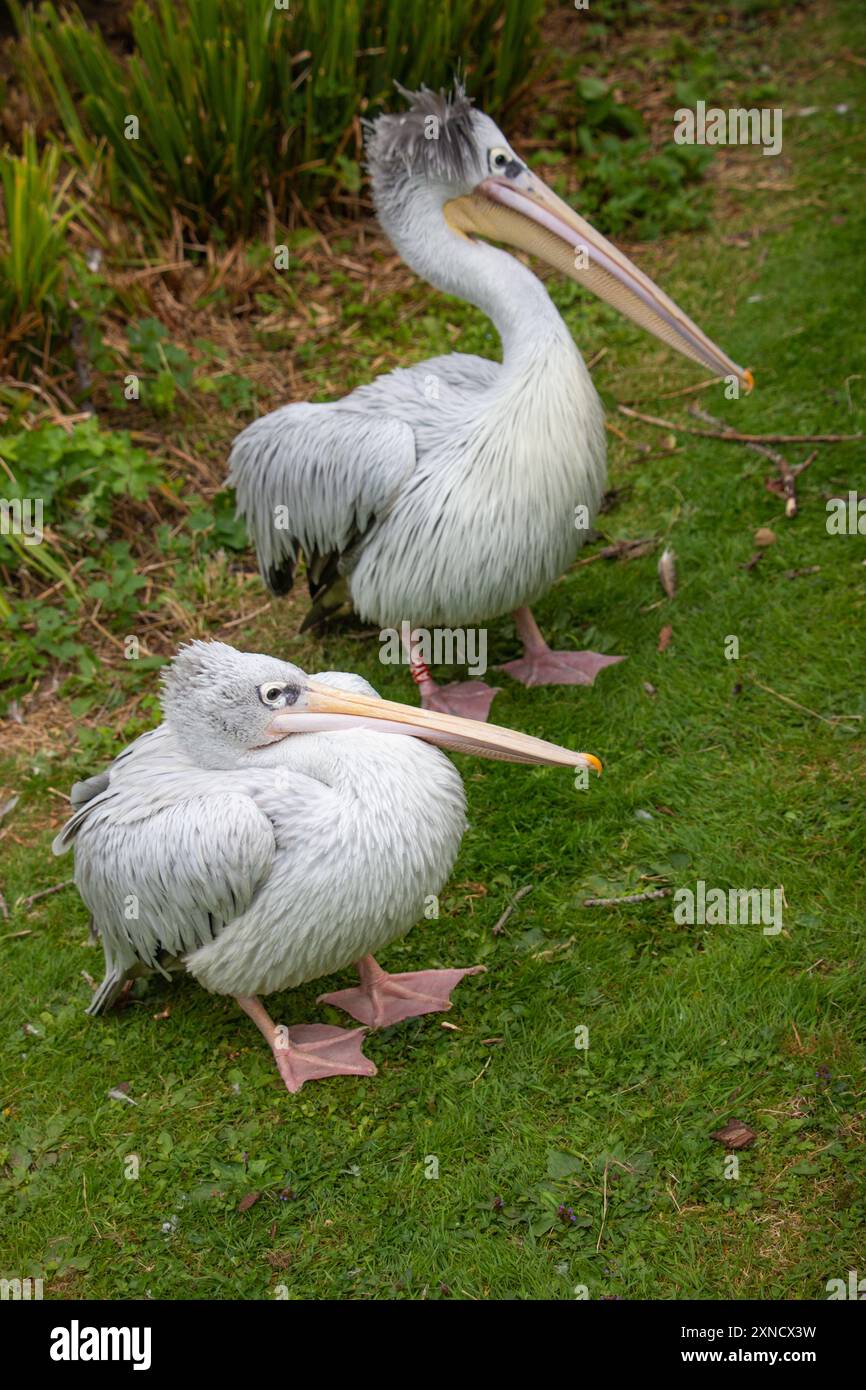 Pellicano a becco (Pelecanus philippensis) o pellicano grigio su erba. Foto Stock