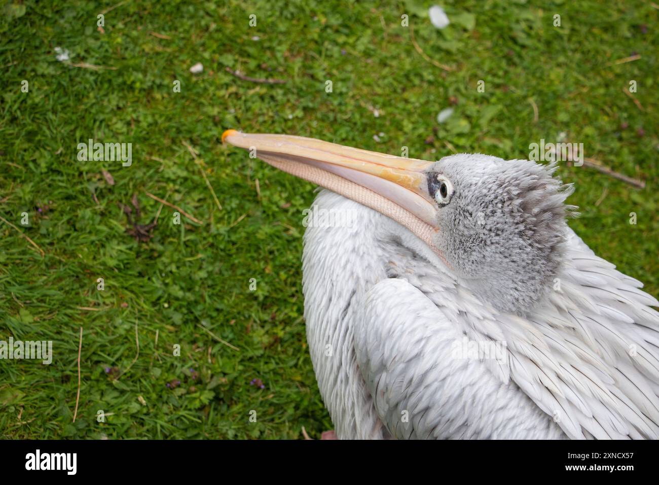 Pellicano a becco (Pelecanus philippensis) o pellicano grigio su erba. Foto Stock