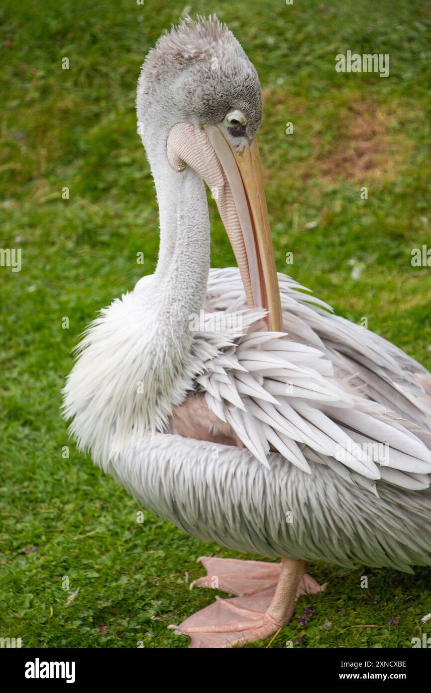 Pellicano a becco (Pelecanus philippensis) o pellicano grigio su erba. Foto Stock