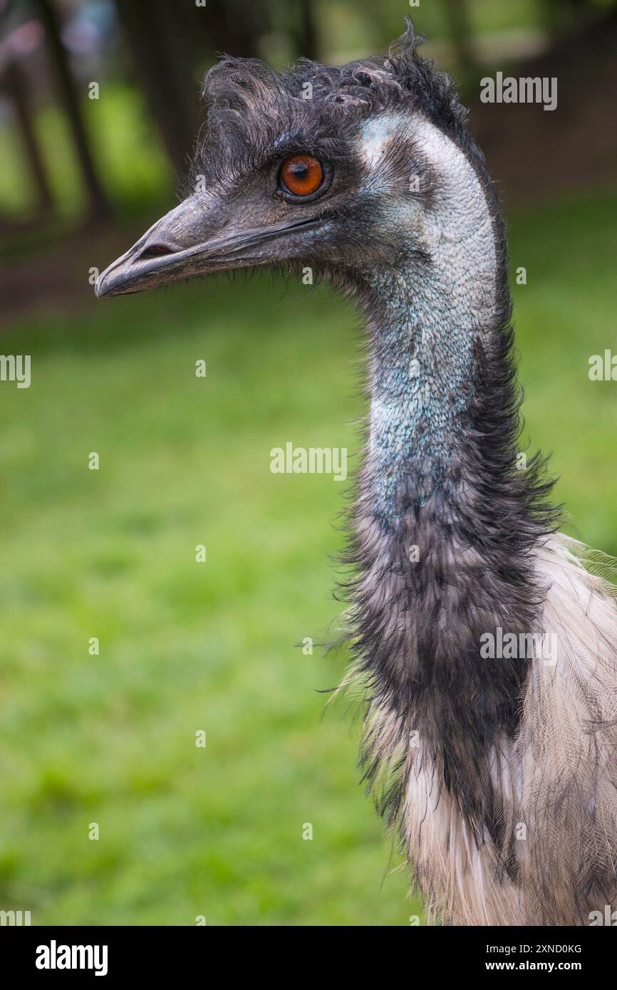 EMU (Dromaius novaehollandiae) uccello senza volo, avvistamento, osservazione, testa e spalle, Foto Stock