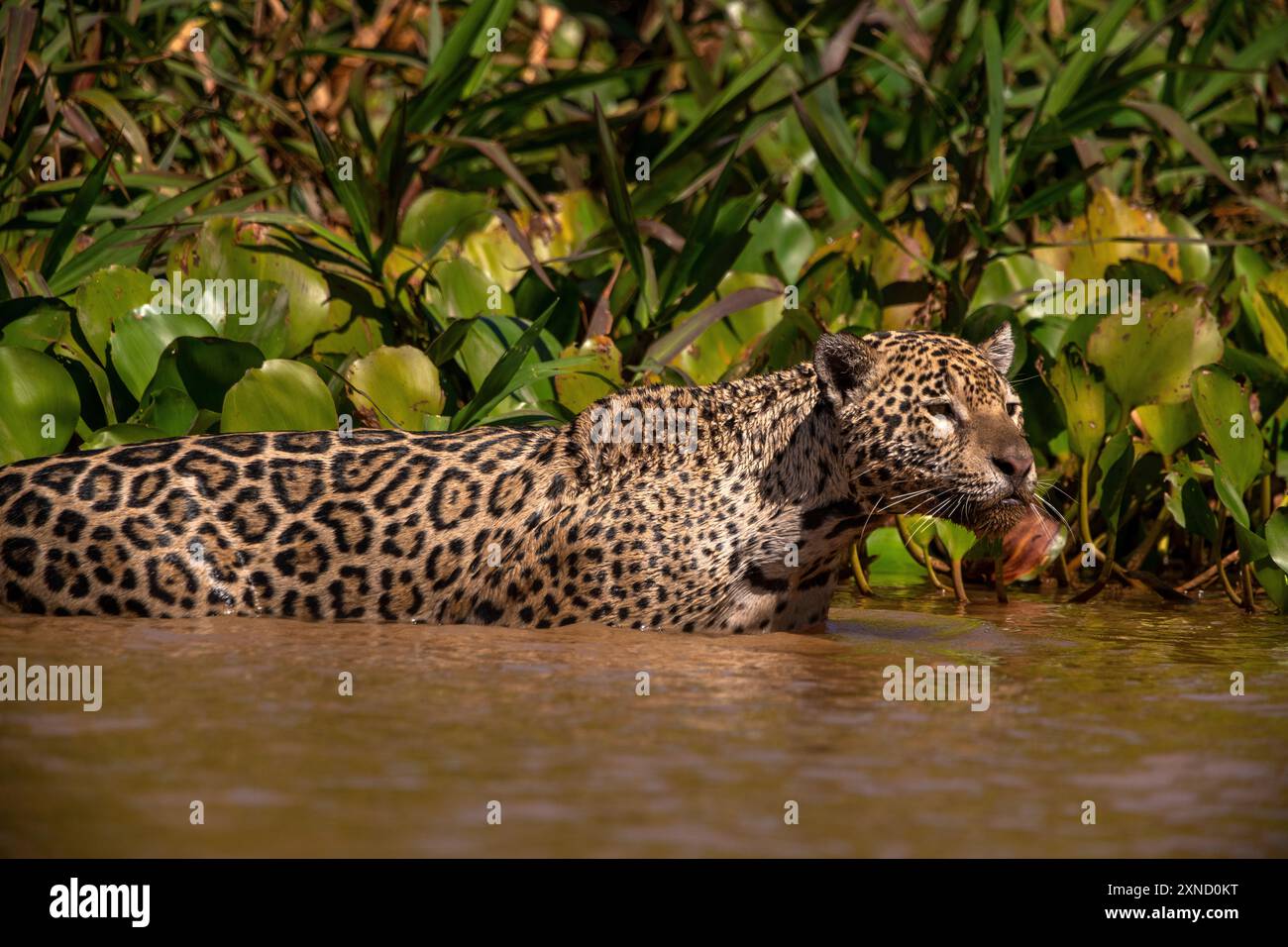 Jaguar, il più grande gatto sudamericano, incontro di Waters Park, il posto migliore per guardare quei gatti al mondo, Pantanal del Mato grosso, Brasile Foto Stock