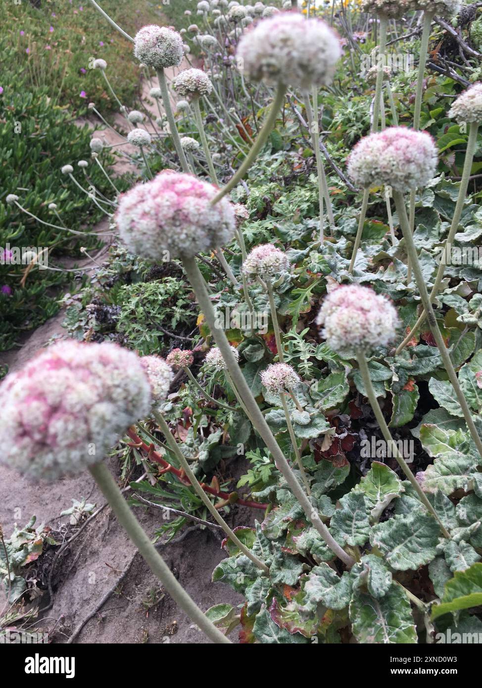 Grano saraceno (Eriogonum latifolium) Plantae Foto Stock