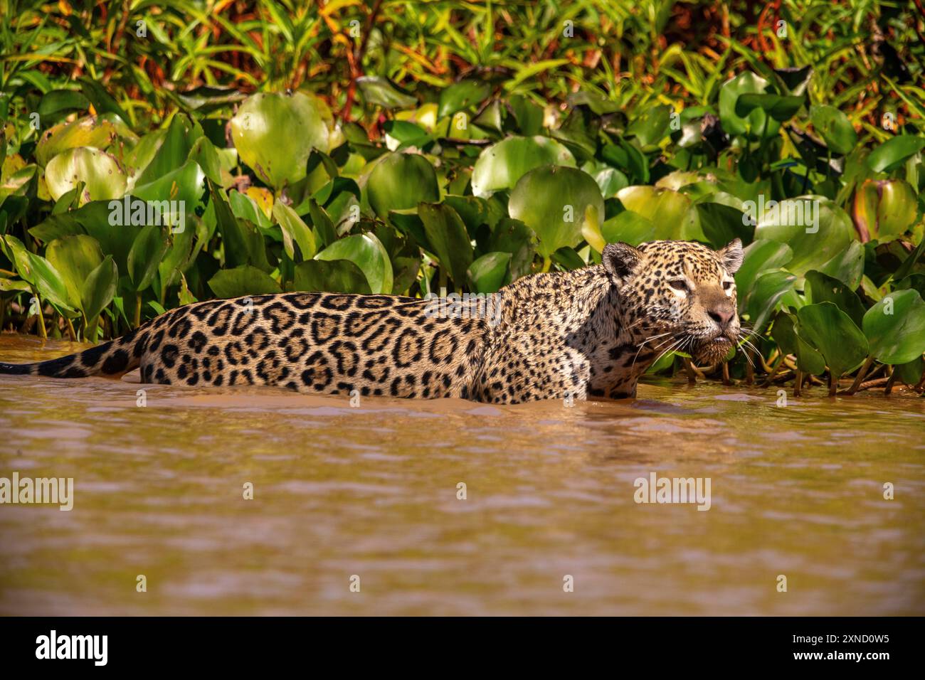 Jaguar, il più grande gatto sudamericano, incontro di Waters Park, il posto migliore per guardare quei gatti al mondo, Pantanal del Mato grosso, Brasile Foto Stock