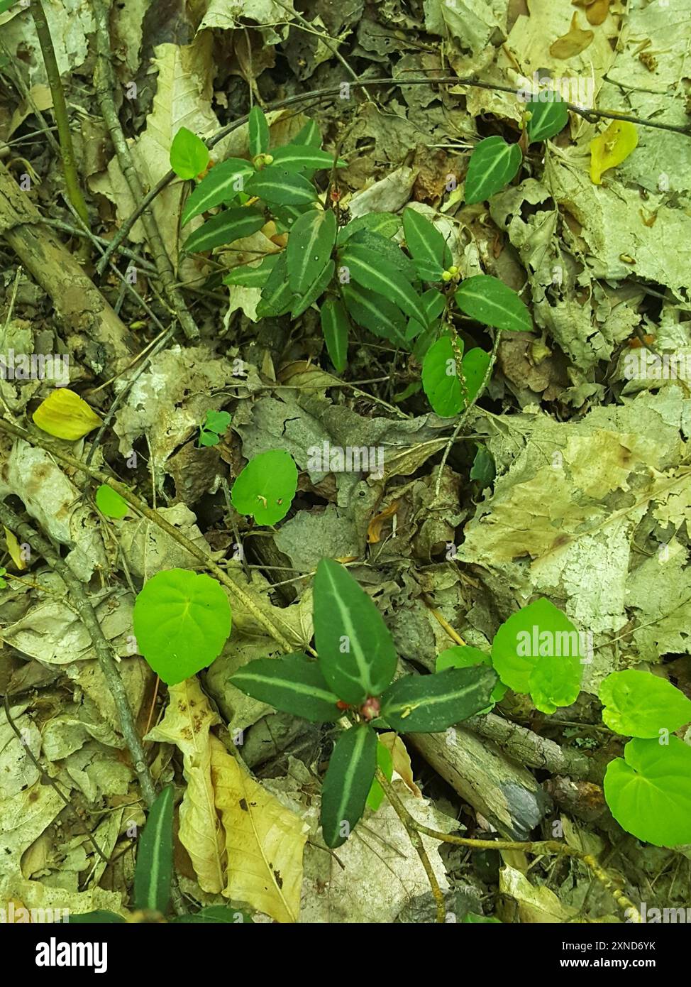 Plantae wintergreen a righe (Chimaphila maculata) Foto Stock