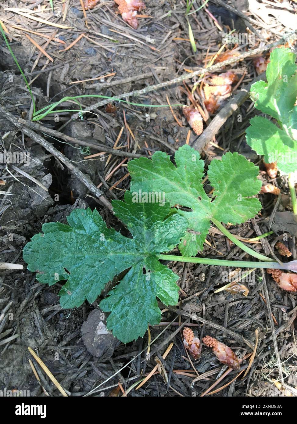 Pacific Sanicle (Sanicula crassicaulis) Plantae Foto Stock