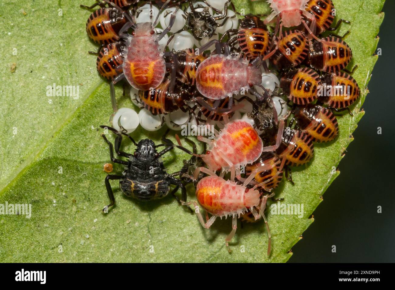 Brown Marmorated Stink Bugs che schiudono da uova - Halyomorpha halys Foto Stock