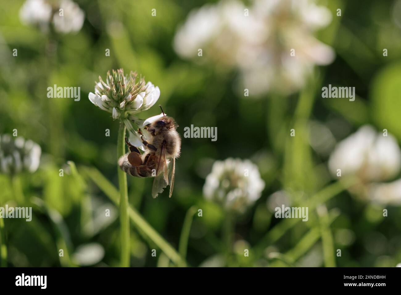 Il nettare di raccolta delle api mellifere sulla fioritura del trifoglio. Impollinazione. Concetto ambientale, salvare il concetto di api Foto Stock