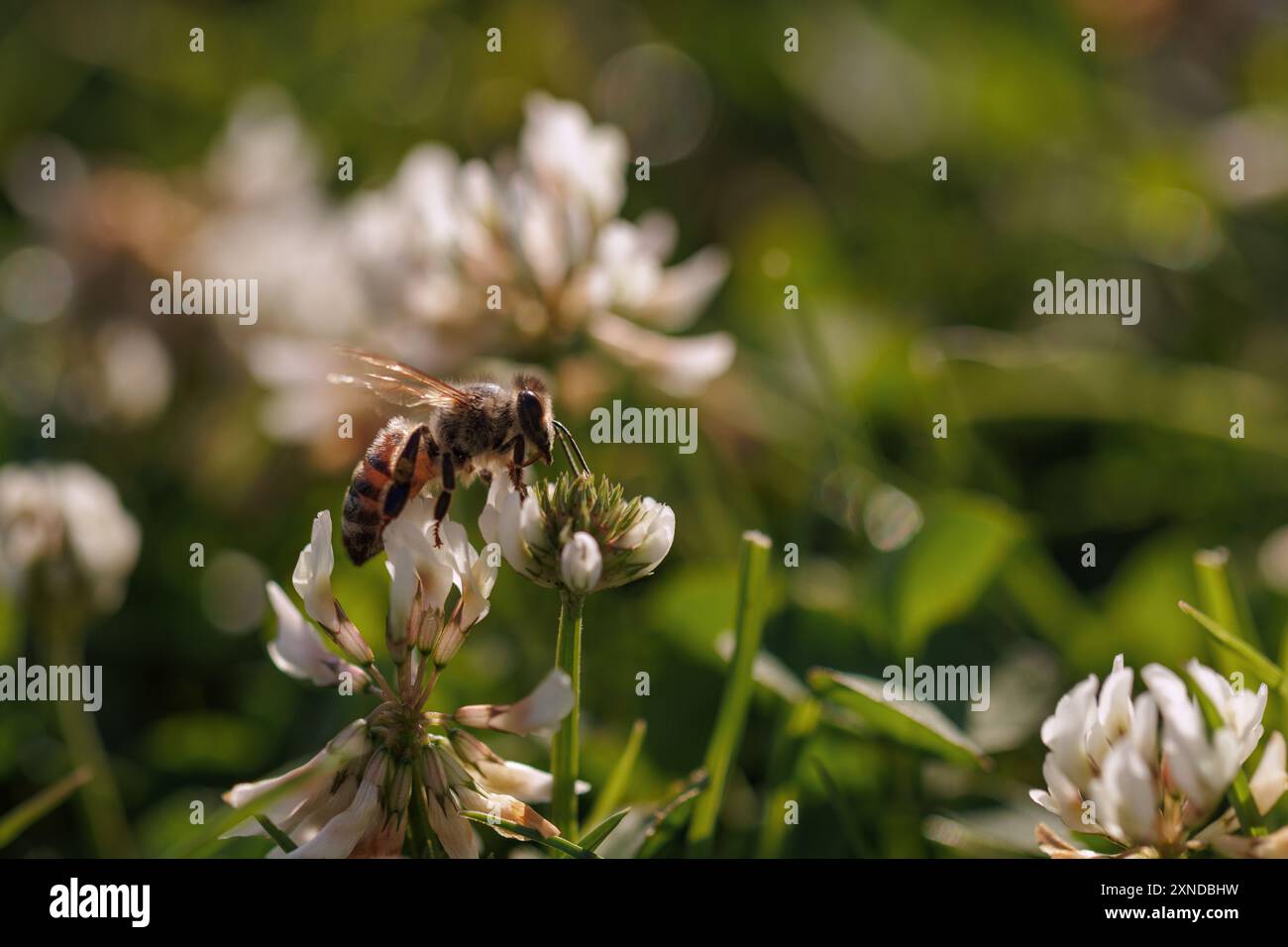 Il nettare di raccolta delle api mellifere sulla fioritura del trifoglio. Impollinazione. Concetto ambientale, salvare il concetto di api Foto Stock