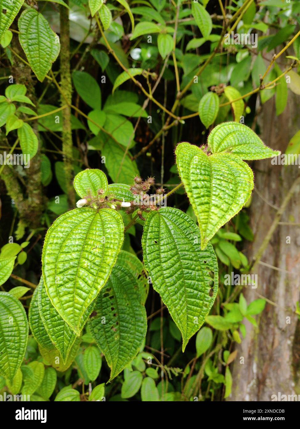 La maledizione di Koster (Miconia crenata) Plantae Foto Stock